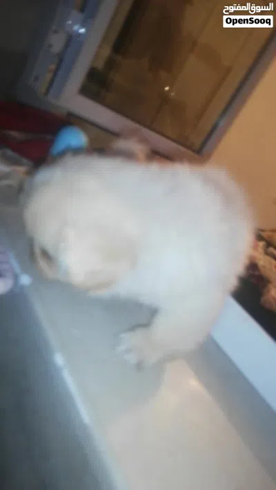 Chien piki noir et blanc 3