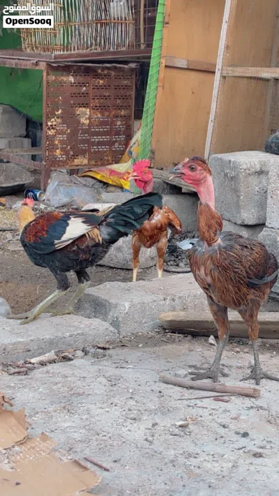 دجاج عرب وابو ركيبه 4
