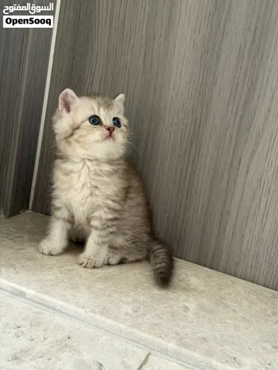 قطط سكوتش ستريت وفولد العمر شهرين 2