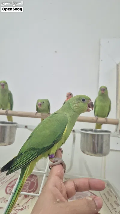 بيع فروخ دره 3