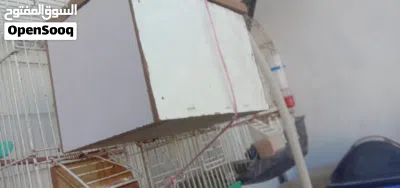 جوز عصافير حب للبيع او للبدل 4