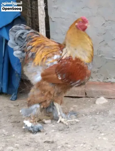 متوفر بيض دجاج برهما عملاق للون ربي يبارك تخصيب مطمون 2