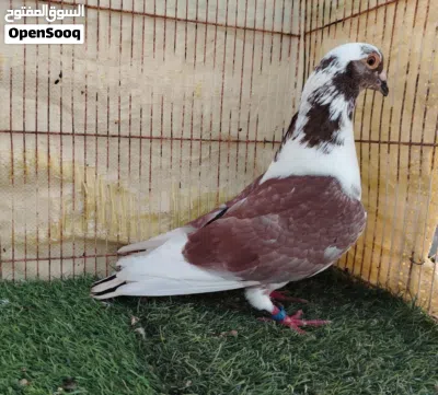 حمام لاحم الوزان 2