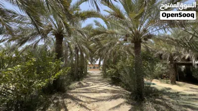 نخيل متنوعة للبيع 2
