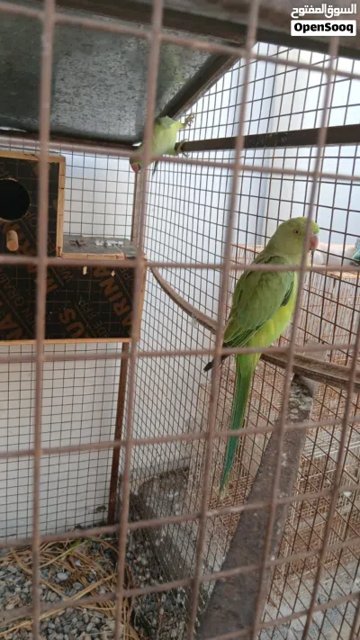 حمام للبيع عاديات وحمام بر و متوه 3