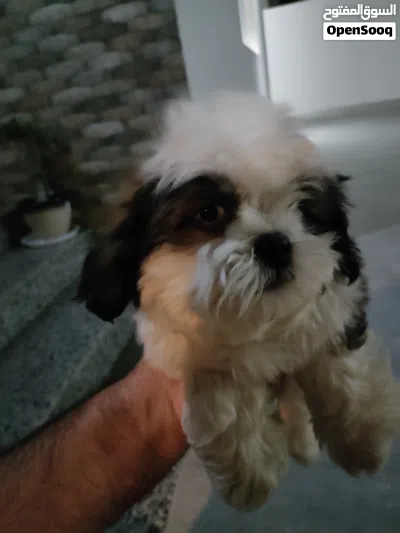 Pure Shih Tzu Puppies for Sale – Healthy & Playful 2