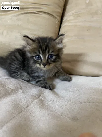 قطط شيرازي 4