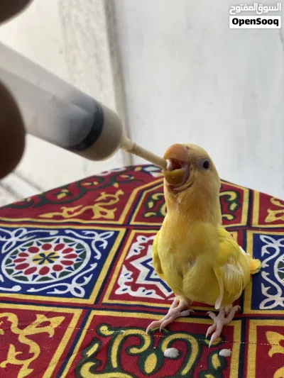 كوبيه اورنج لفه حمره كيف باديه في ادحي ومعها فرخها مروض 3
