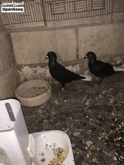 جوز عبسي + جوز زواجل معهم فرك 4