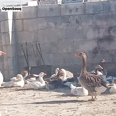 صغار وز جامبو 3