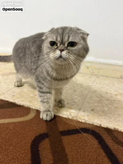 سكوتش فولد 2
