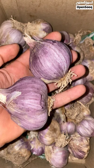ثوم عماني لحمر وشب بدون كيماوي لي يبي شي زين 2