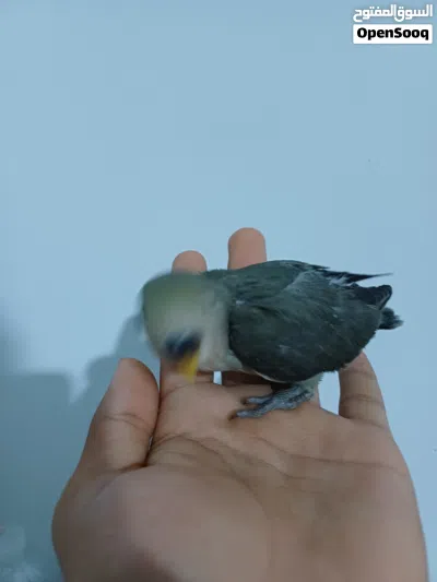 السلام عليكم اقرأ الوصف 3