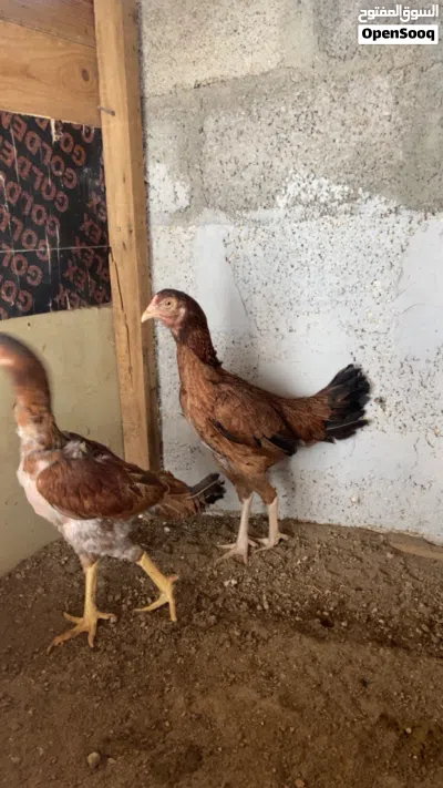 دجاج ميواليات كراس 2