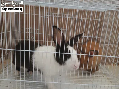 Couple Rabbits 3