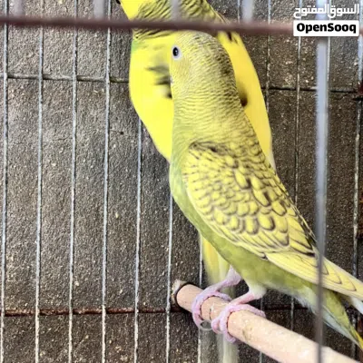 متوفر زوز كوبيات بقلينو 3