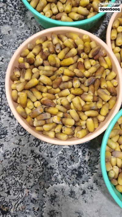 رطب لزاد ونغال بوشر جديد 4