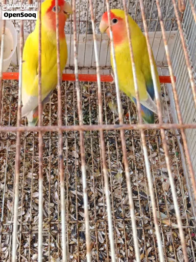 بسم الله ما شاء الله 2
