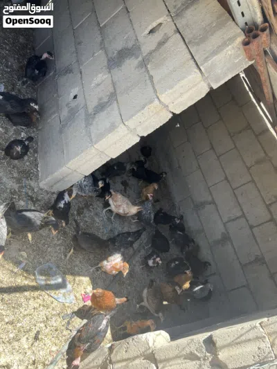 فراخ جاج بلدي عمرثلث شهور 2