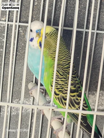 ذكور بادجي سبلت للبيع 2
