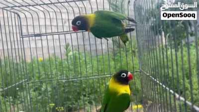 كوبيه برسوناتا منتجه 3