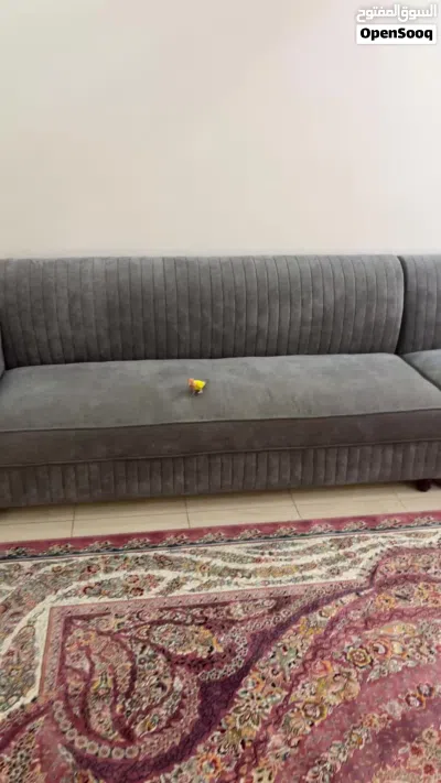 طير روز أليف و مدرب . الوصف مهم .. 2