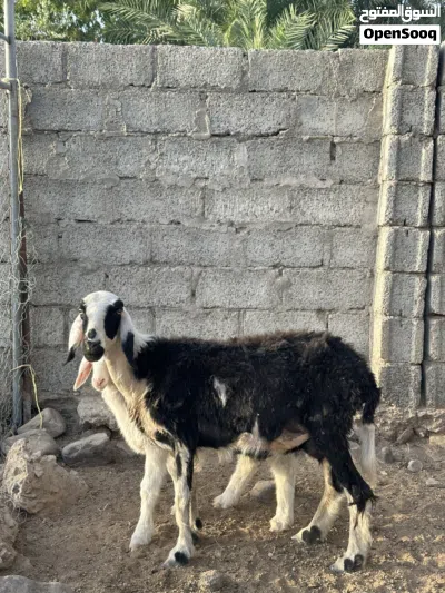 للبيع جعد 2 مع عيالهن 4