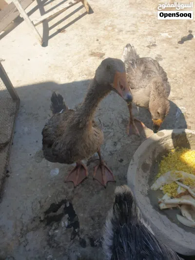 السلام عليكم بط متوفر 2