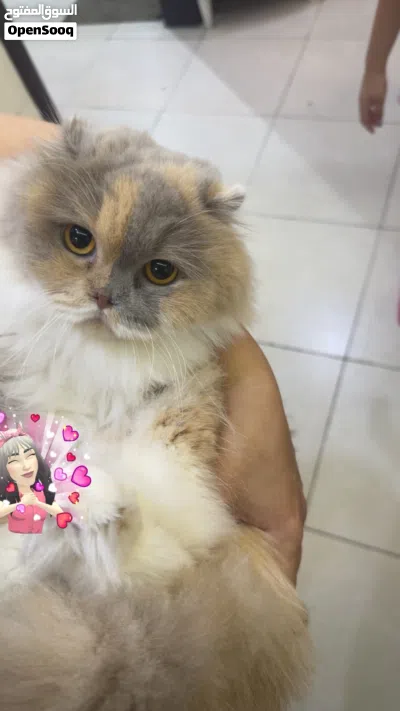 قطة للتبني انثى 2