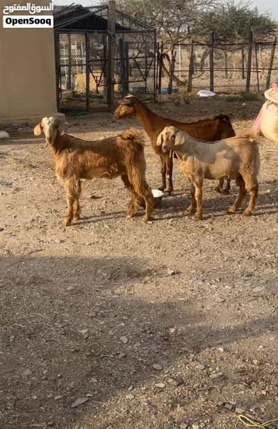 شاه تحتها تيوس للبيع..... 2