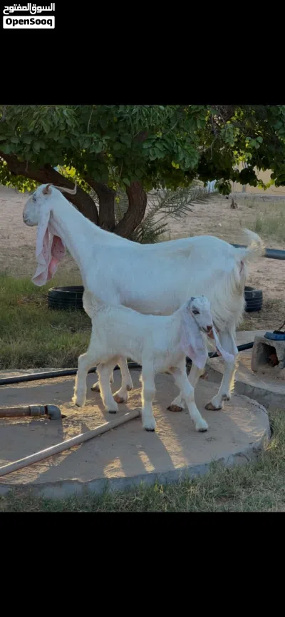 عنز سن رباع تحتها جدي للبيع 3