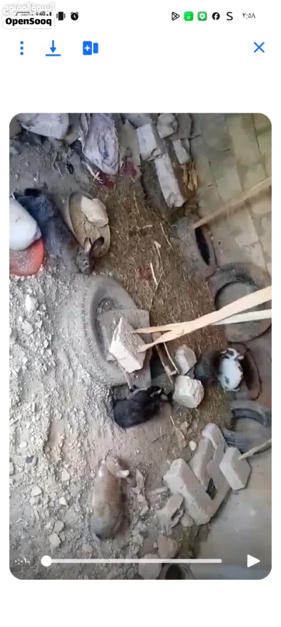 ارانب هجين بابيون 2