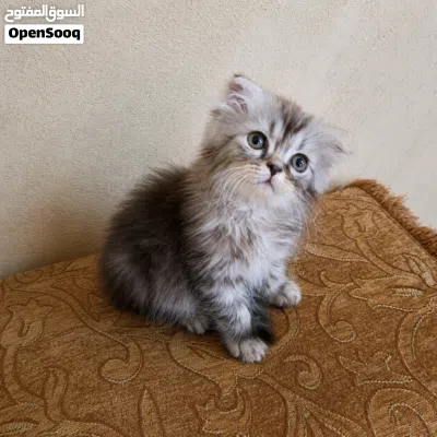 تواصل واتساب قطط سكوتش فولد وهملايا 2