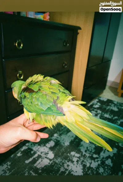 ببغاء كسندرا اليف 3