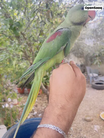 ذكر ببغاء درة نيبالي 3