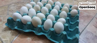 بيض دجاج ابو ركيبه 3