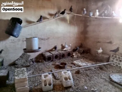 حمام للبيع او جوز للبدل على حساب فري فاير يكون لفلو يكون اكثر من 60 ومعه لقب خمس سنين واكثر 4
