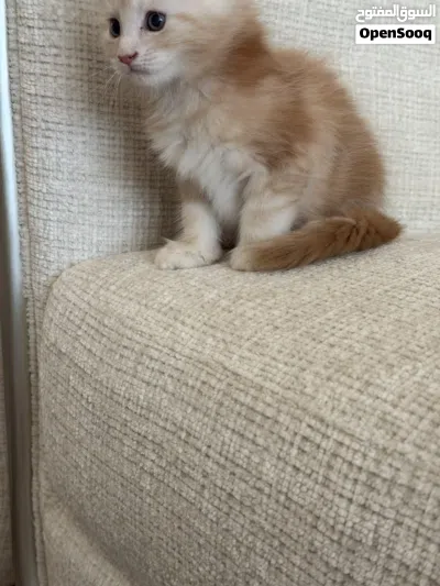 ماين كون Mainecoon 3