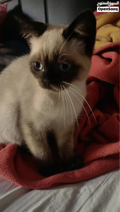 Mixed Himalayan and Siamese Kitten 4