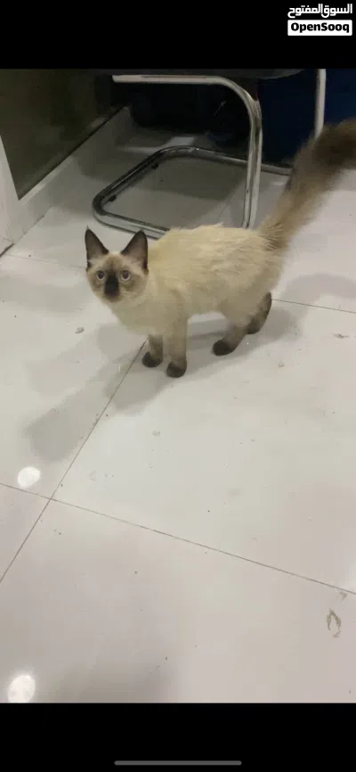 قطه سيامي عمر أربع شهور و بصحه جيدا و نشيط 4