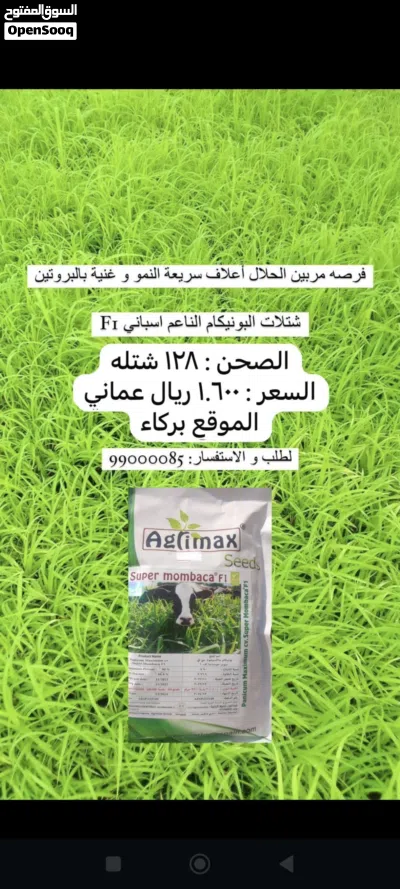 شتلات البونيكام الناعم الاسباني F1 2