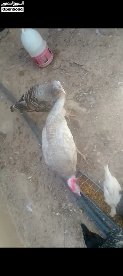 ديك حبش وجاجه للبيع 3