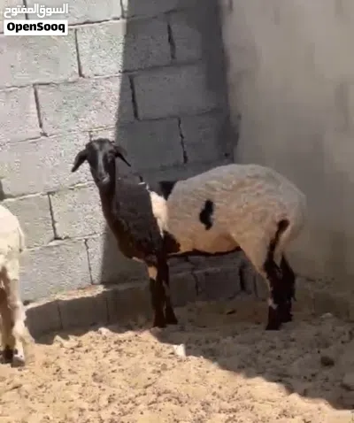 حوليات للبيع 2