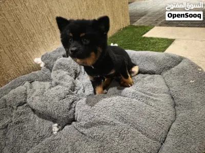 Sweet 18 Months Old Pomeranian Male 4