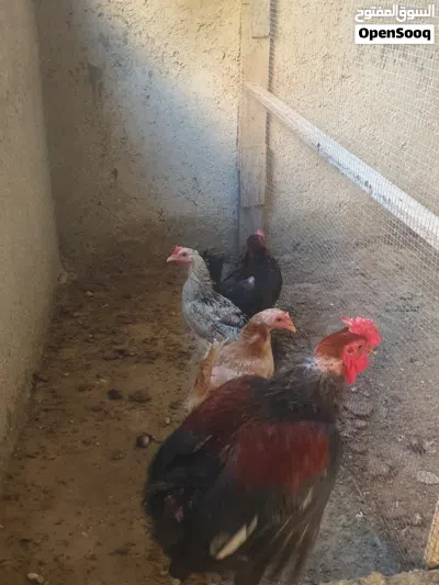 دجاج بلدي للبيع 3