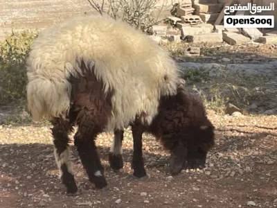 عبوره عمر سيع شهور ونص 3
