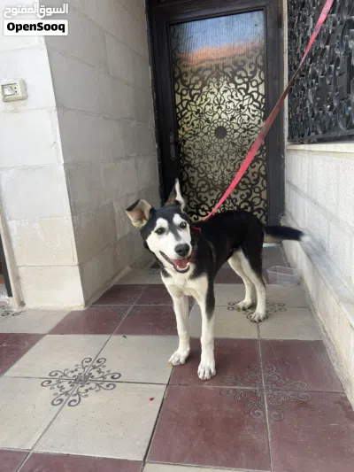 كلب هاسكي عمر 9 اشهر قابل للتفاوض 3
