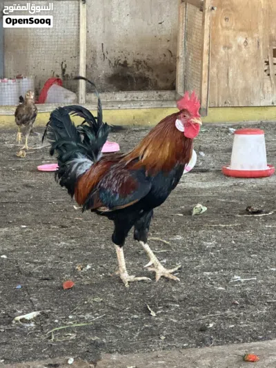 دجاج عرب كويتي 2