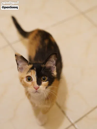 3 month old kitten 3