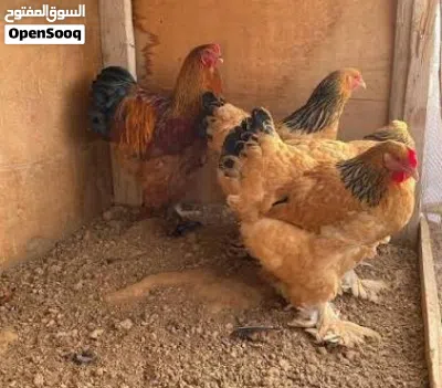 دجاج براهما جامبووو نخب اول نوادر 3